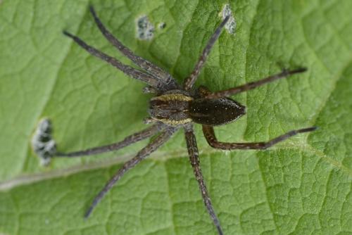 Dolomedes sp.